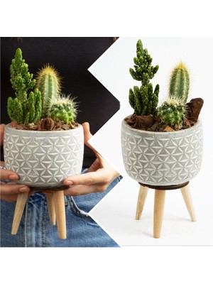 Bitki Dünyam Ayaklı Şık Beton Saksıda Kaktüs Aranjmanı