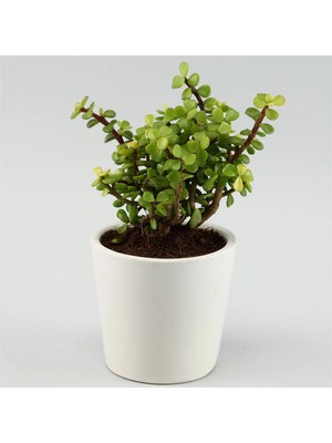 Bitki Dünyam Portulacaria Afra Para Ağacı Fil Azlığı