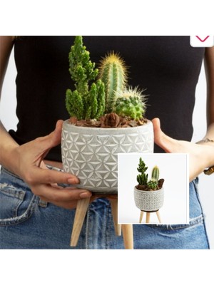 Bitki Dünyam Ayaklı Şık Beton Saksıda Kaktüs Aranjmanı