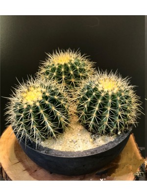 Bitki Dünyam Beton Saksıda 3 Büyük Altın Fıçı Kaktüs