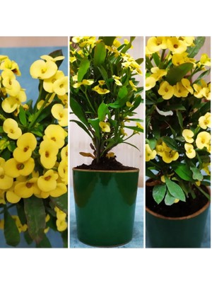 Bitki Dünyam Seramik Saksıda Büyük Sarı Dikenler Tacı