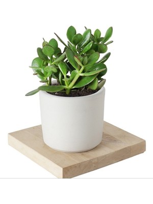 Bitki Dünyam Seramik Saksıda Crassula Ovata Para Çiçeği + 5 Alman Süseni Fidesi