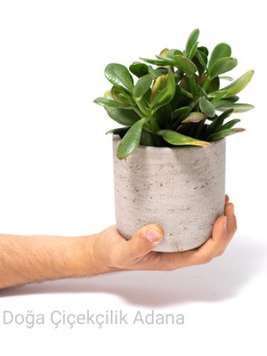 Bitki Dünyam Seramik Saksıda Para Ağacı Bereket Ağacı Crassula Ovata 01
