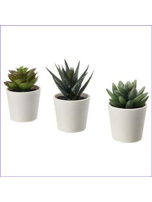 Bitki Dünyam Mini Seramik Saksılarda Üçlü Kaktüs Seti