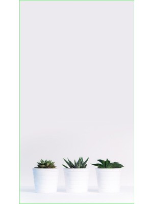 Bitki Dünyam Mini Seramik Saksılarda 3'lü Kaktüs Seti