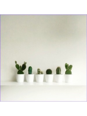 Bitki Dünyam Mini Seramik Saksılarda 6'lı Kaktüs Seti