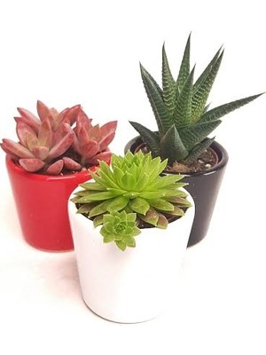 Bitki Dünyam 3 Seramik Saksıda 3 Sukulent
