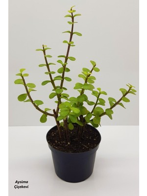 Bitki Dünyam Bonsai Yeşim Ağacı Portulacaria Afra Sukulent 10CM Saksıda Uzunluk 30-35 cm Arasıdır