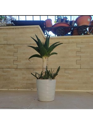 Bitki Dünyam Seramik Saksıda Bonsai Sarısabır 1881