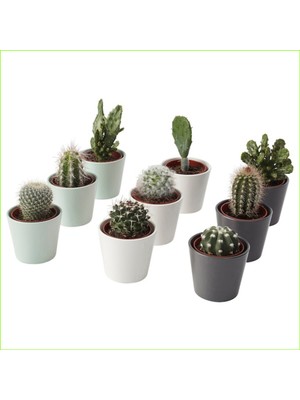 Bitki Dünyam 3 Adet Mini Seramik Saksıda 3 Adet Kaktüs