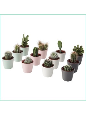 Bitki Dünyam 3 Adet Mini Beyaz Seramik Saksıda 3 Adet Kaktüs ve Sukulent