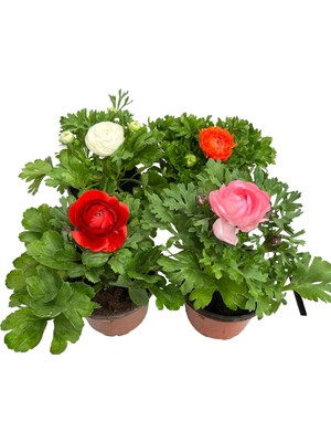 Serada Decor Plant Şakayık Çiçeği Saksıda 20-25 cm 4'lü Set