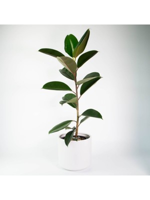 Bitki Dünyam Kauçuk Ağacı Ficus Elastica Seramik Saksıda