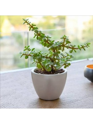 Bitki Dünyam Dekoratif Saksıda Para Ağacı Bereket Ağacı Afra Bonsai