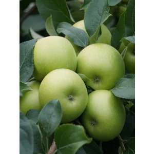 Doğa Fidancılık Aşılı Yeşil Elma ( Granny Smith ) Fidanı 3 Yaş