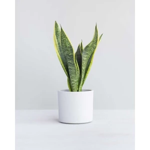 Bitki Dünyam Seramik Saksılı Paşa Kılıcı Sansevieria