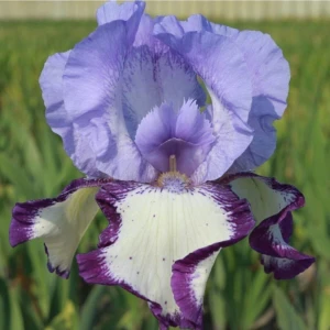 Bitki Dünyam 2 Adet Özel Renkli Iris (Süsen) Çiçeği Soğanı