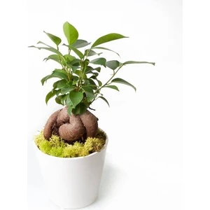 Bitki Dünyam Ficus Bonsai Seramik Saksıda