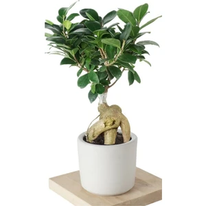 Bitki Dünyam Ficus Ginseng (Bonsai Ağacı)