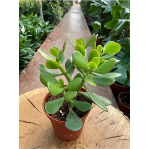 Bitki Dünyam Crassula Ovata Para Çiçeği Para Çiçeğiyerli Üretim