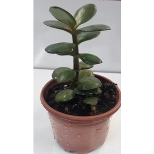 Bitki Dünyam Para Çiçeği 15-20 cm Boyunda Sağlıklı Çiçekler