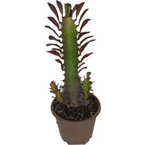 Bitki Dünyam Euphorbia Trigona Rubra Kaktüs Kırmızı Süt Ağacı 10/20 cm Arası