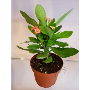 Bitki Dünyam Dikenler Tacı Euphorbia Milli