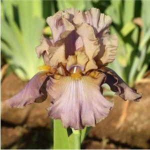 Bitki Dünyam 2 Adet Sütlü Kahve Iris (Süsen) Çiçeği Soğanı