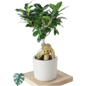 Bitki Dünyam Ficus Ginseng (Bonsai Ağacı)