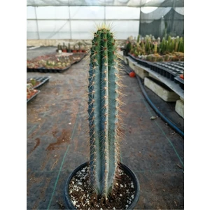 Bitki Dünyam Mavi Kaktüs / Sütun Kaktüs / Dekoratif