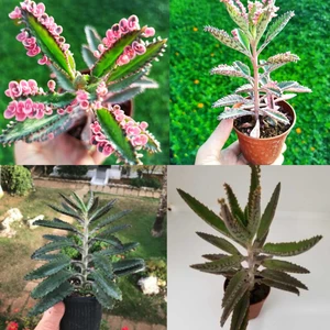 Bitki Dünyam Orta Boy 1 Pembe ve 1 Yeşil Aşkın Gözyaşı 20 cm