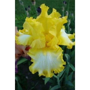 Bitki Dünyam 2 Adet Yellow Bird Renk Iris (Süsen) Çiçek Soğanı