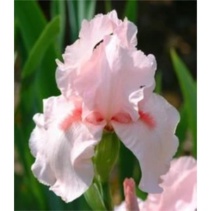 Bitki Dünyam 2 Adet Iris (Süsen) Germenica Soft Pembe Renk Çiçek Soğanı