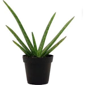 Bitki Dünyam Saksıda Şifa Kaynağı Aloe Vera Bitkisi