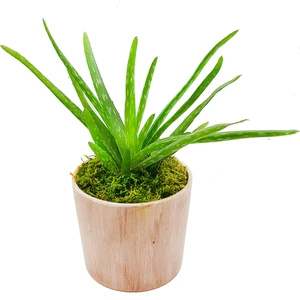 Bitki Dünyam Antik Seramik Saksıda Aloe Vera