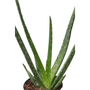 Bitki Dünyam Çiçekçilik Aloe Vera Çiçeği Bitkisi