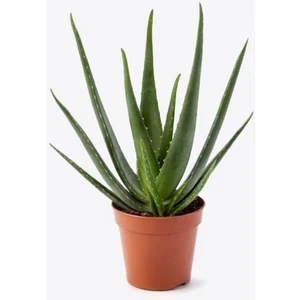 Bitki Dünyam Aloe Vera