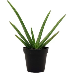 Bitki Dünyam Aloe Vera Orta Boy Saksıda