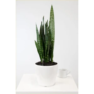 Bitki Dünyam Peygamber Kılıcı Paşa Kılıcı Dekoratif Özel Saksılı