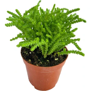 Bitki Dünyam Prenses Çamı