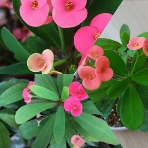 Bitki Dünyam Pembe Dikenler Tacı