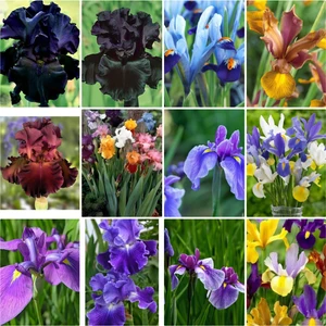 Bitki Dünyam 25 Adet Iris Süsen Soğanı 20-40 cm Sürgün Vermiş