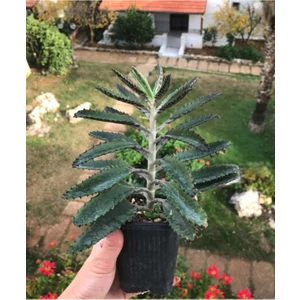 Bitki Dünyam Büyük Boy Aşkın Gözyaşı Çiçeği - 15-25 cm