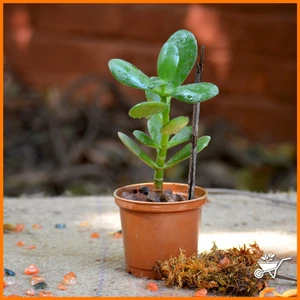 Bitki Dünyam Crassula Ovata Para Çiçeği Şans Çiçeği