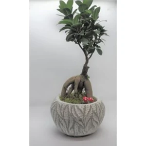 Bitki Dünyam Ficus Ginseng Bonsai & Beyaz Vane Beton Saksıda Lik Canlı Çiçek