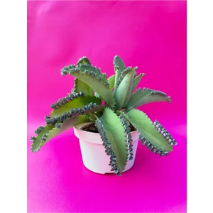 Bitki Dünyam Aşkın Gözyaşı Çiçeği (Kalanchoe Daigremontiana)