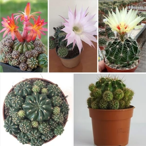 Bitki Dünyam 3 Çeşit Çiçek Açan 3 Adet Kaktüs