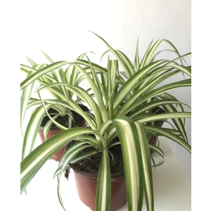 Bitki Dünyam Kurdela Çiçeği