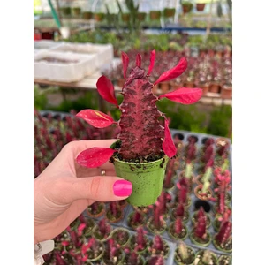 Bitki Dünyam Süt Ağacı Kaktüs - Euphorbia Trigona Rubra