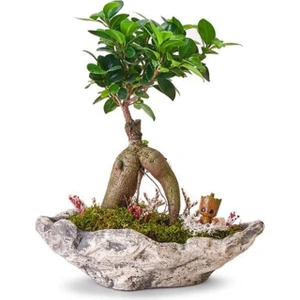 Bitki Dünyam Taş Saksıda Ficus Bonsai ve Groot